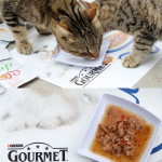 gourmet soup cibo gatti