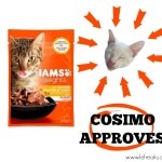come prendersi cura dei gatti in estate